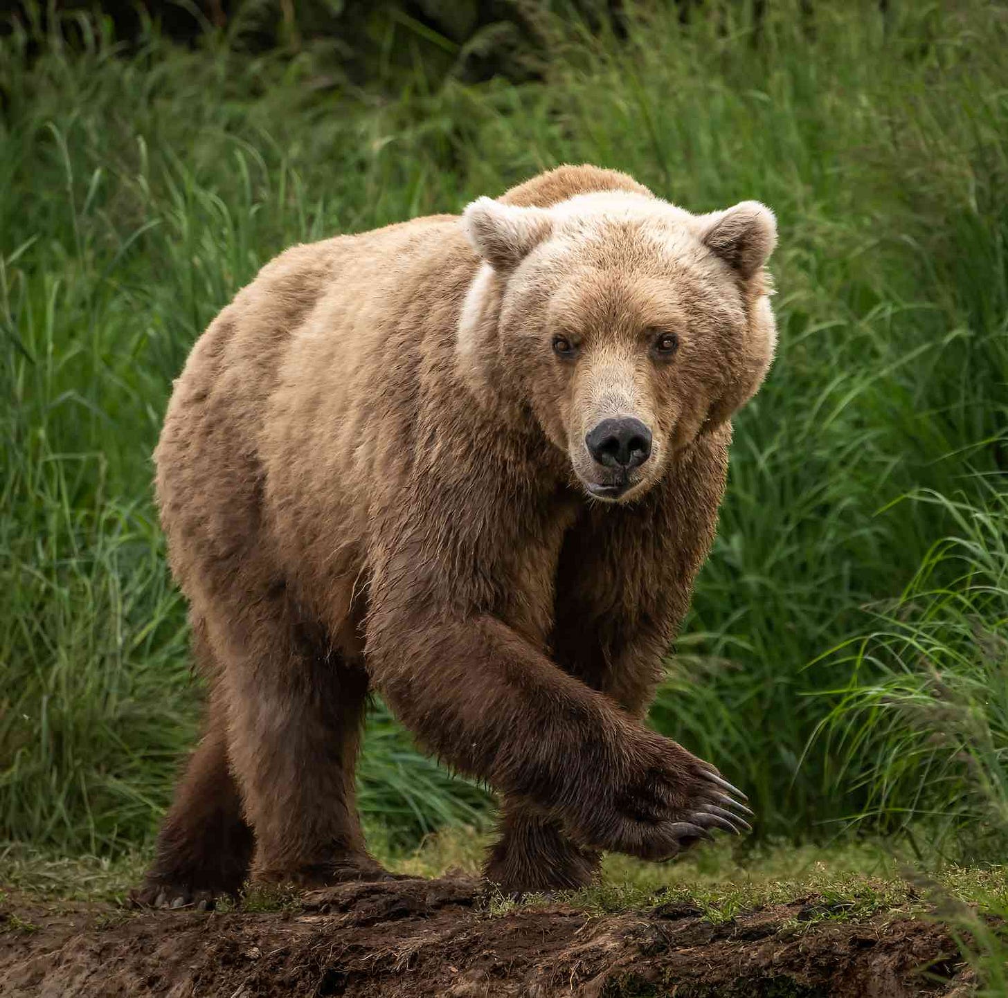 Bear with 3 Cubs Captured Weeks After Deadly Attack on Hiker in Italy