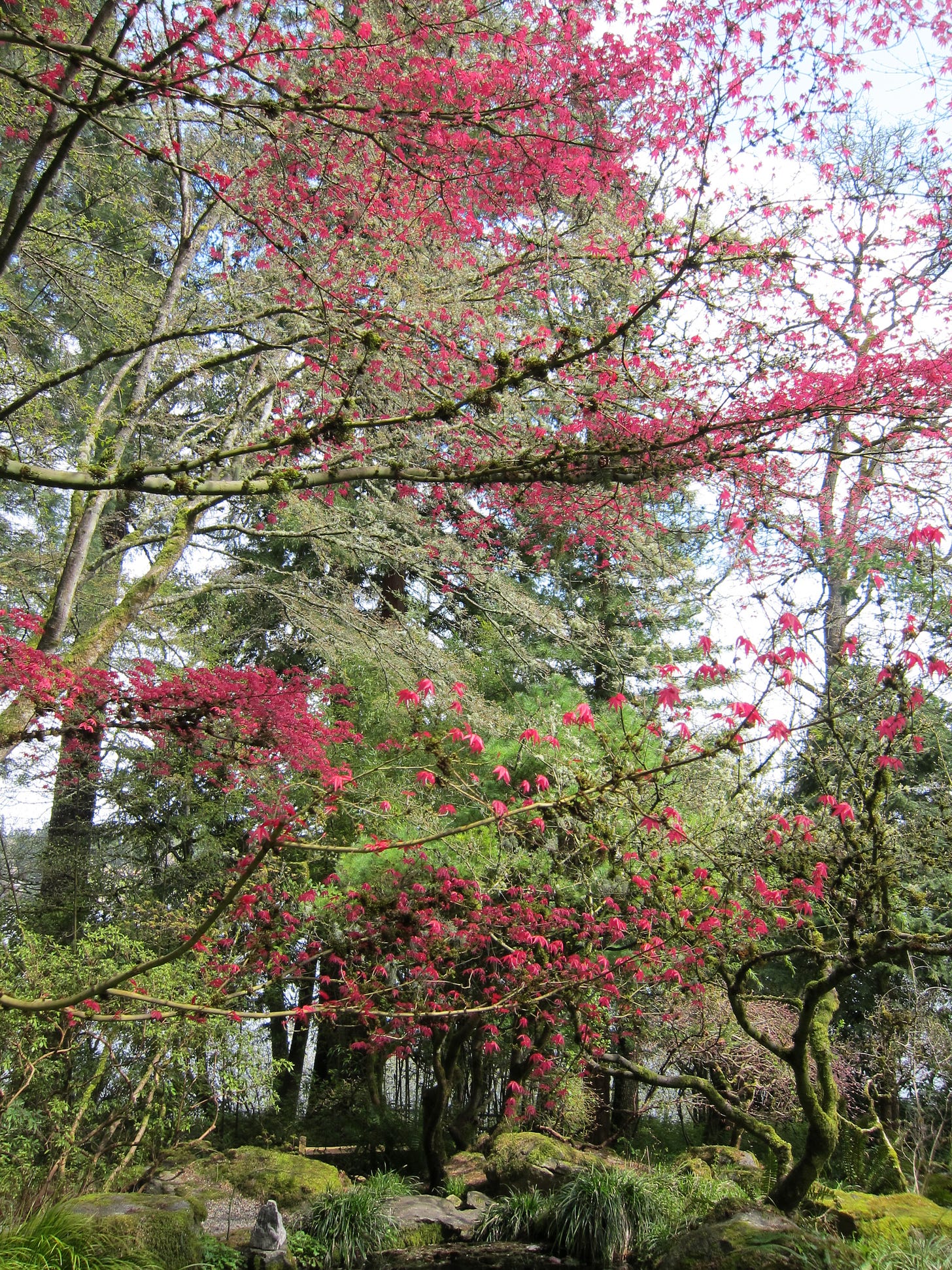 A canopy of trees with large deciduous and evergreen in the background with a bright crimson leaved Japanese maple in the front, hanging over a low pond surrounded by rocks covered in moss.