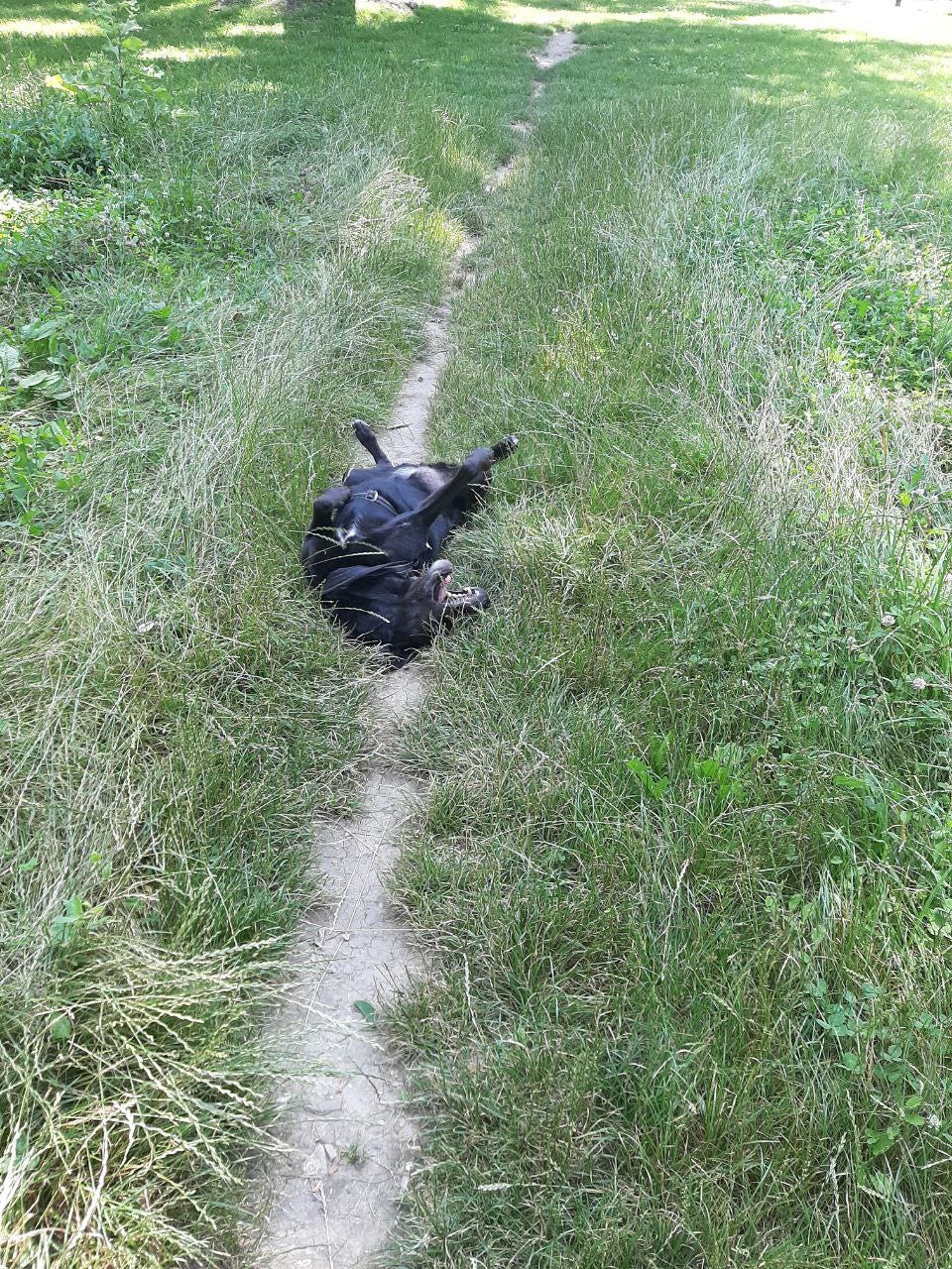 Ein schwarzer Hund wälzt sich auf dem Rücken bei Tageslicht auf dem Pfad einer wilden Wiese