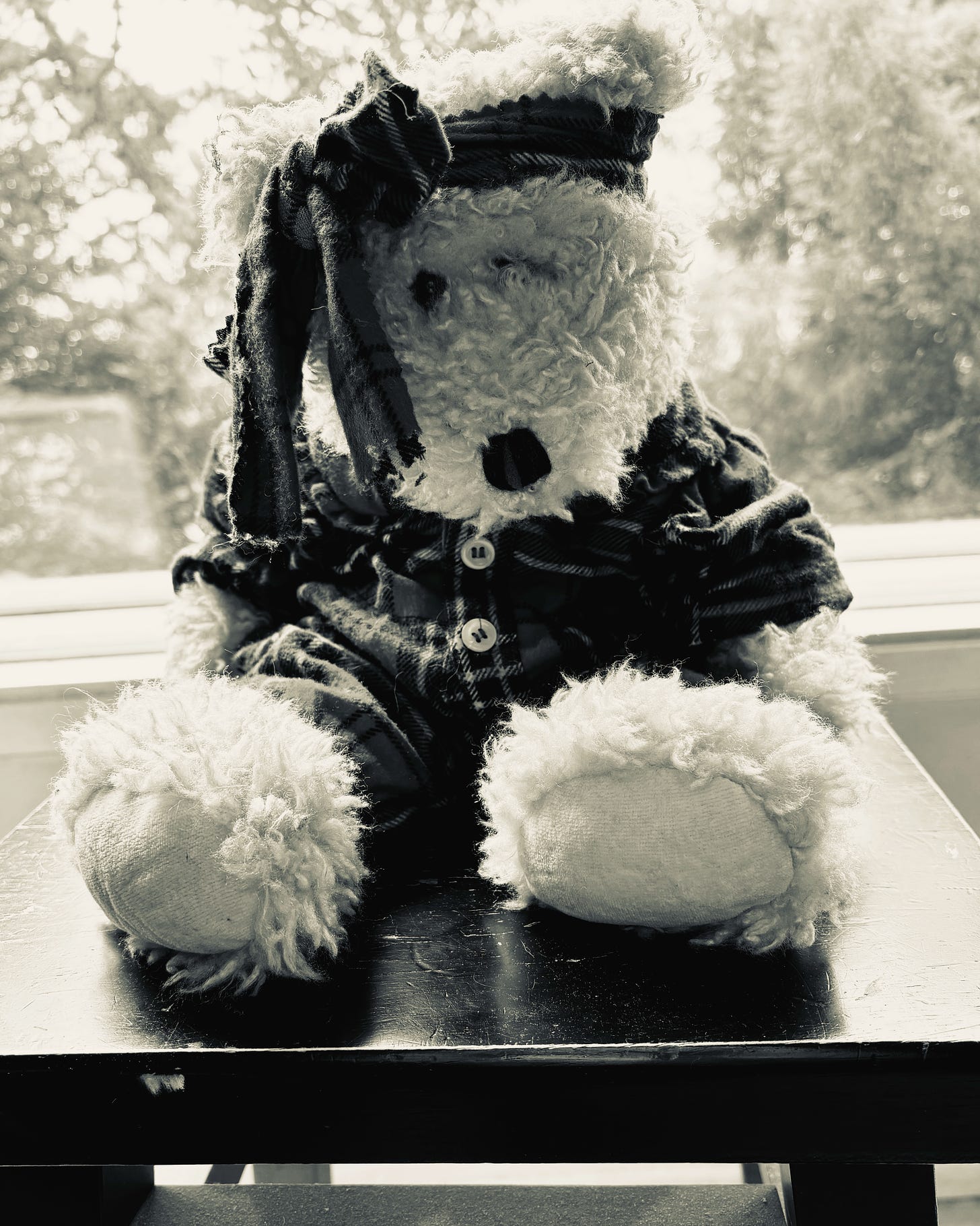 Bear on a stool in front of a window