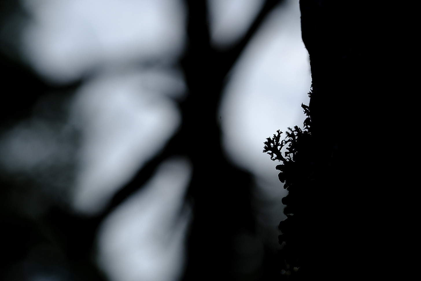 Lichen on a birch tree silhouetted against the forest canopy