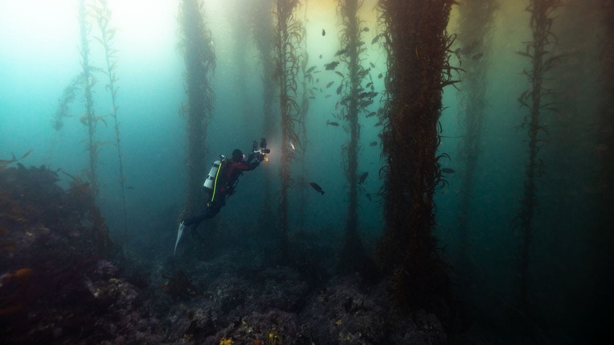 A scuba diver in a kelp forest.