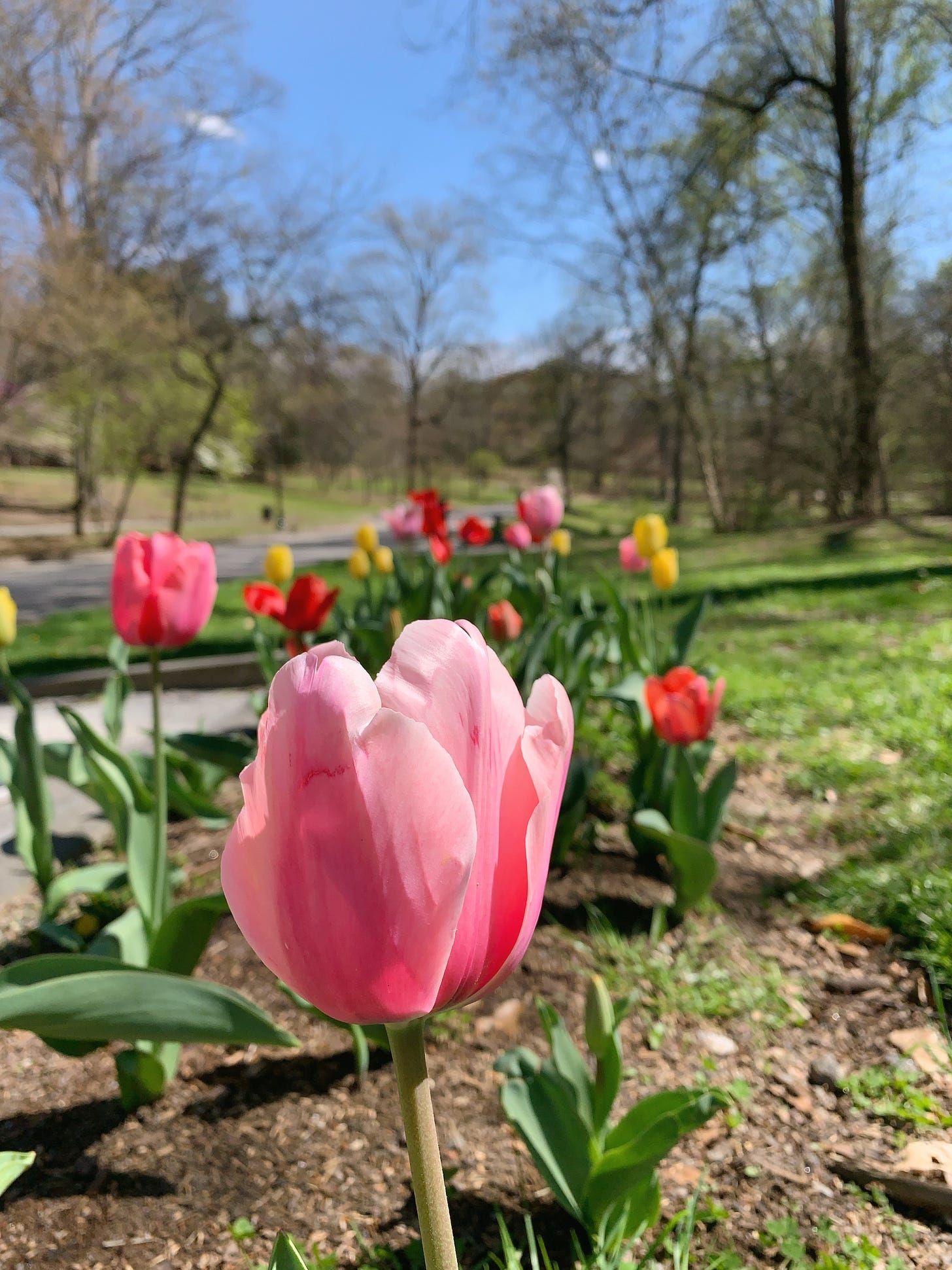 A bright pink tulip in focus with dozens of multi-colored tulips in the background. It's a sunny day at a park.