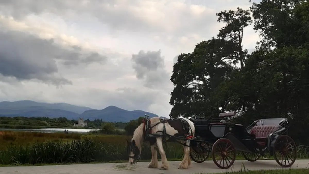 Visitor's Guide to Killarney National Park