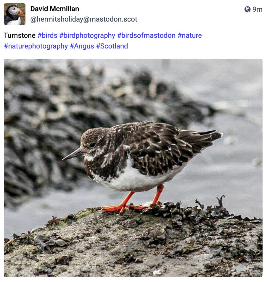 Scottish turnstone