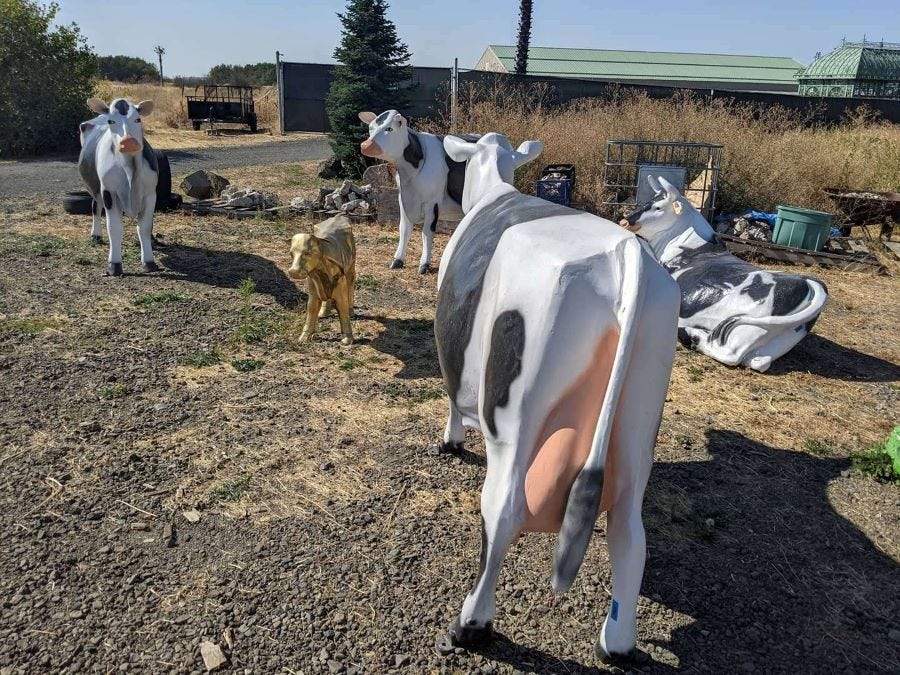 an odd grouping of cow statues, mostly adult spotted cows, but with a golden calf in the middle that they are all positioned to look toward