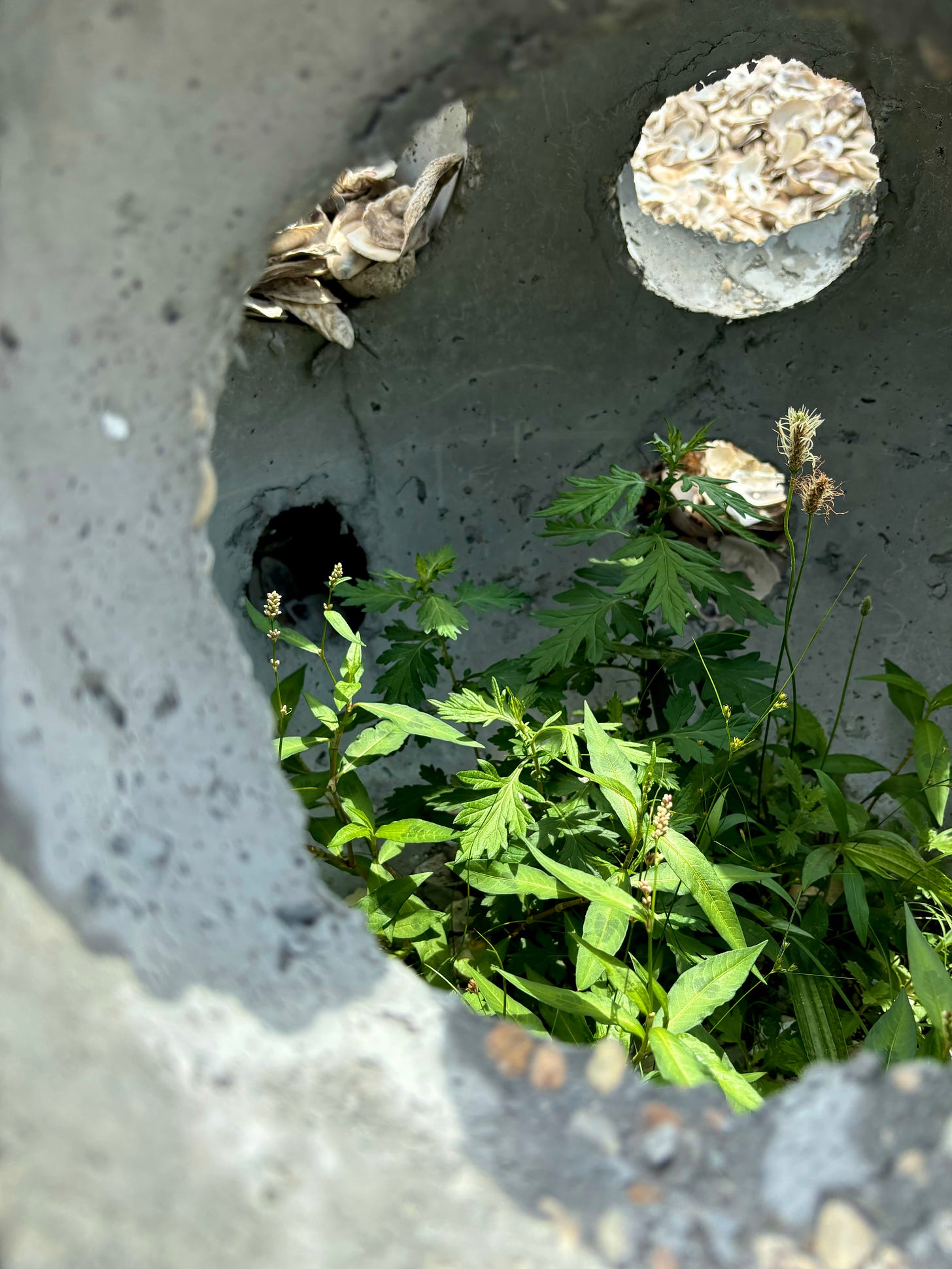 Inside of an oyster dome. Shells are piled on one of the cut outs and a plant is growing within.