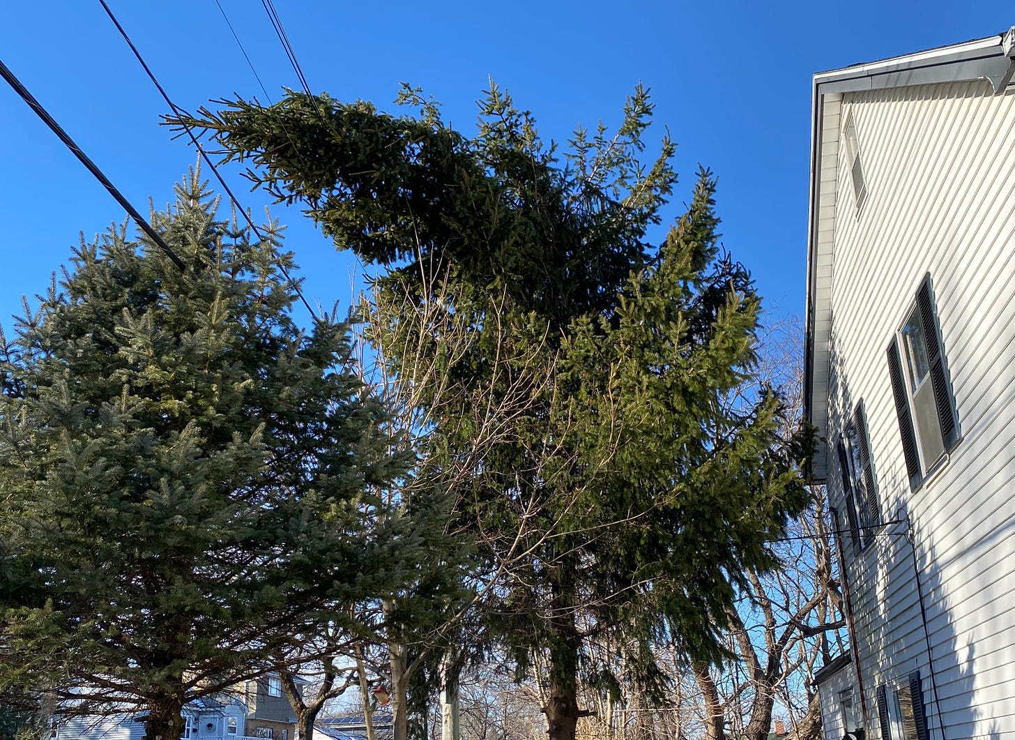 A pine tree stands next to a white house with black shutters, against a deep blue sky. The top of the pine is leaning way over to the left, resting against some power lines. It looks broken. 