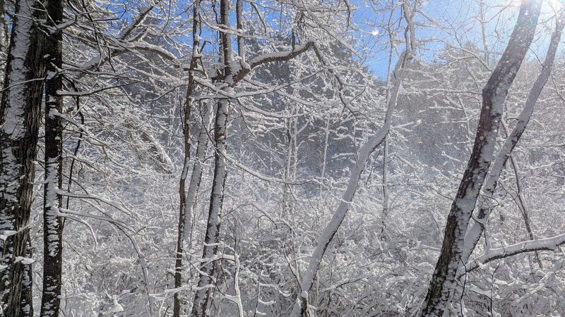 Snow blowing between trees