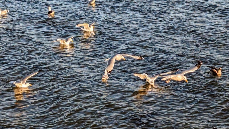 Ten seagulls float on the water and flap their wings. Some of them are hovering in the air