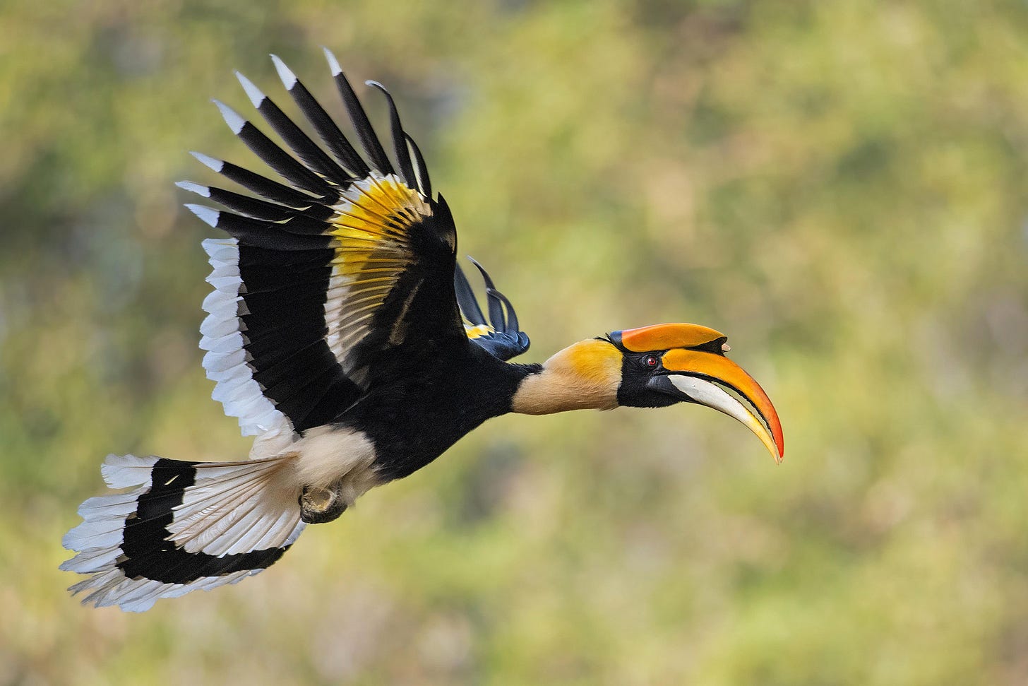 10 Things You Need To Know About Hornbills | Nature inFocus