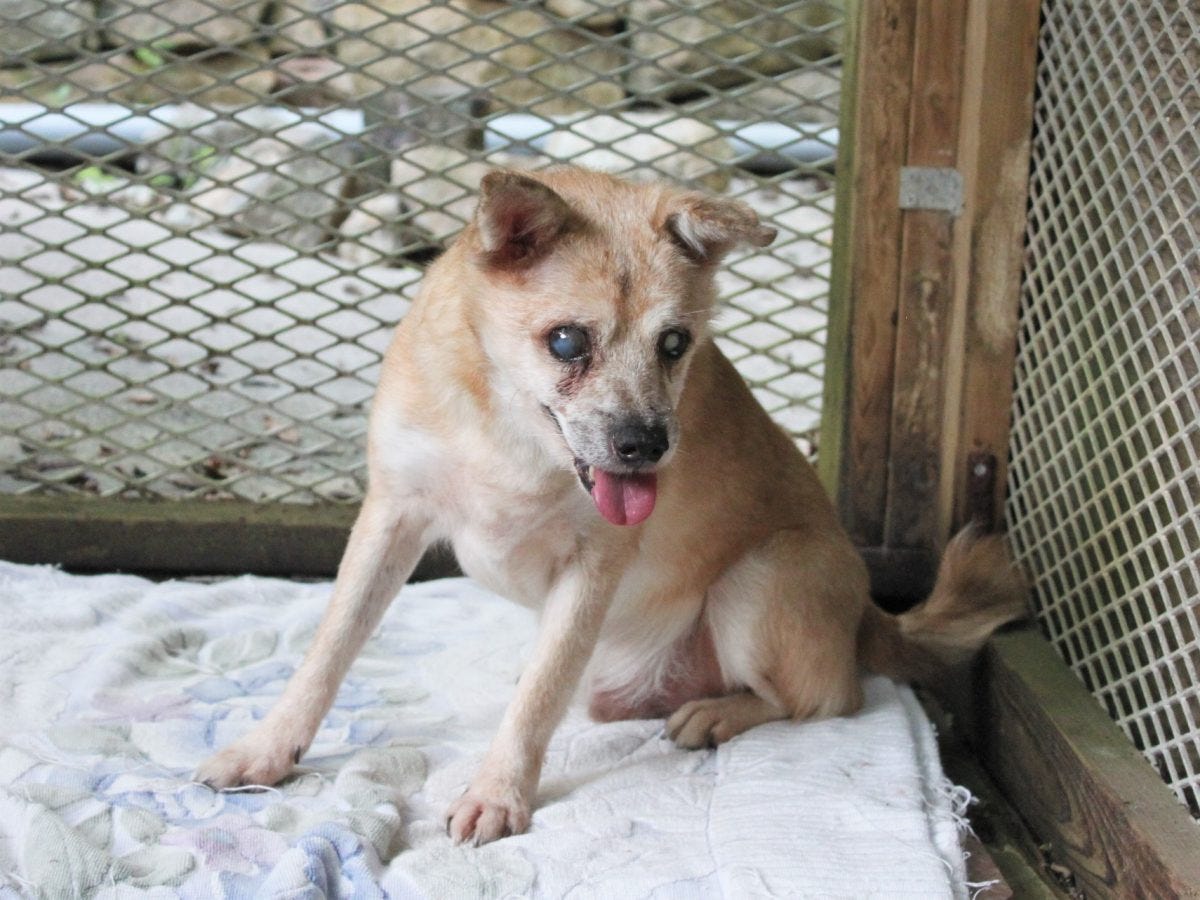 Updated on August 6 Shimane Prefecture Multi-head breeding collapse rescue announcement Updated on August 6 Shimane Prefecture Multi-head breeding collapse rescue announcement