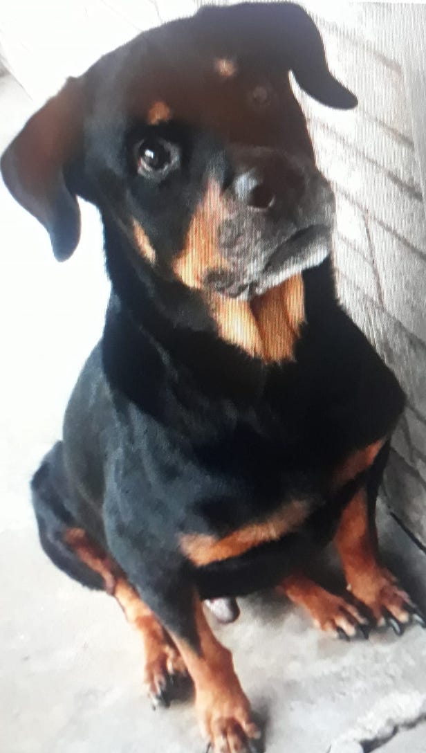 rottweiler passed away 