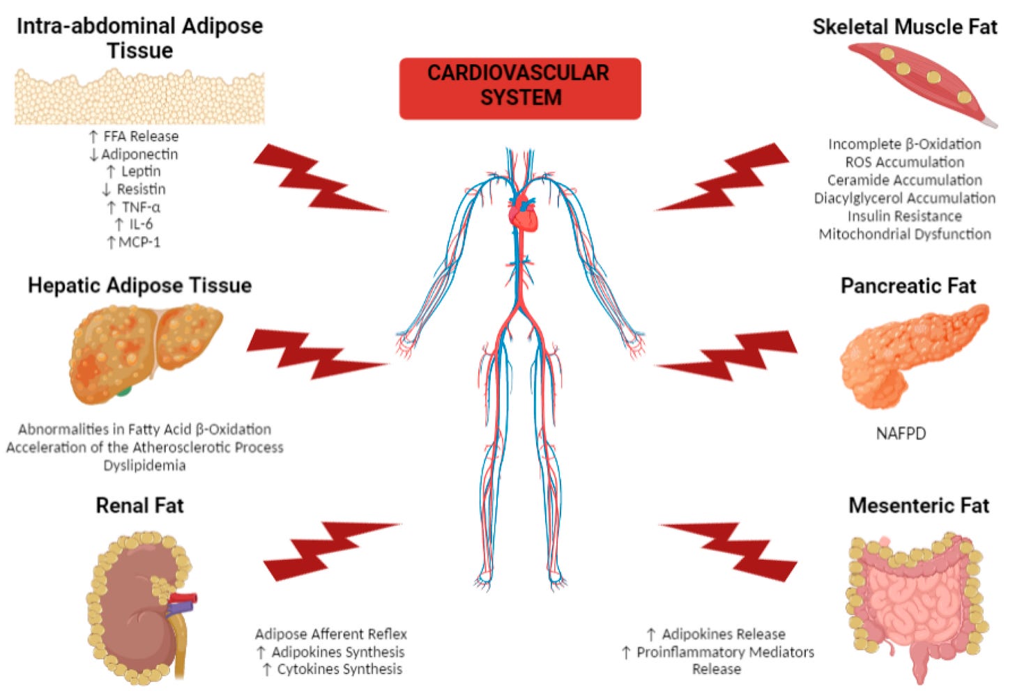 IJMS | Free Full-Text | Impact of Dysfunctional Adipose Tissue Depots on  the Cardiovascular System