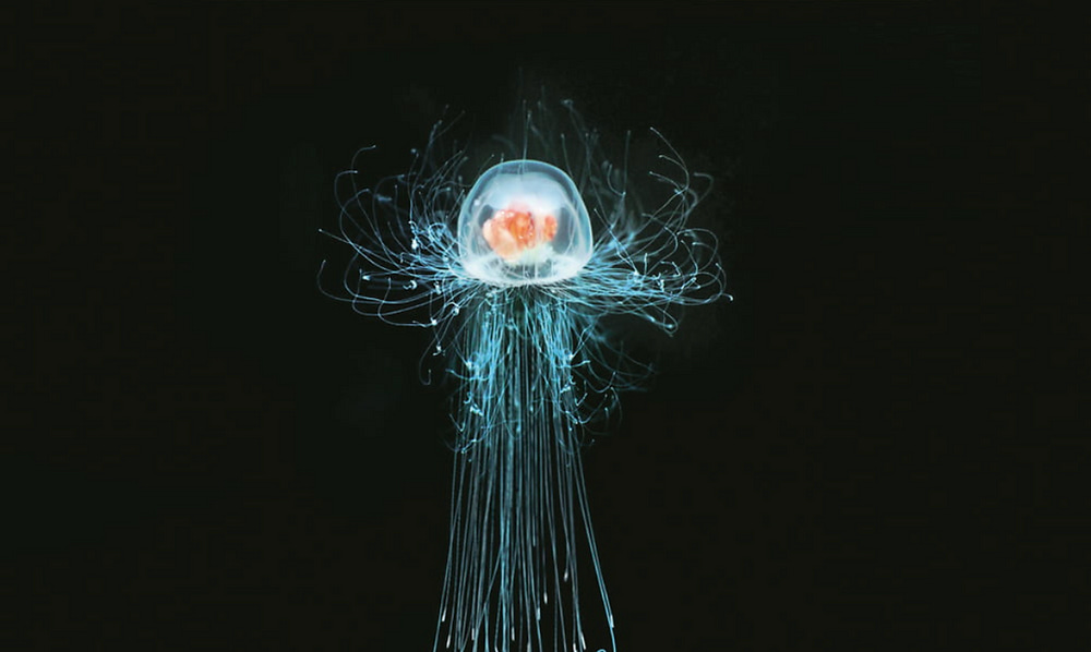 Turritopsis Dohrnii: The Immortal Jellyfish