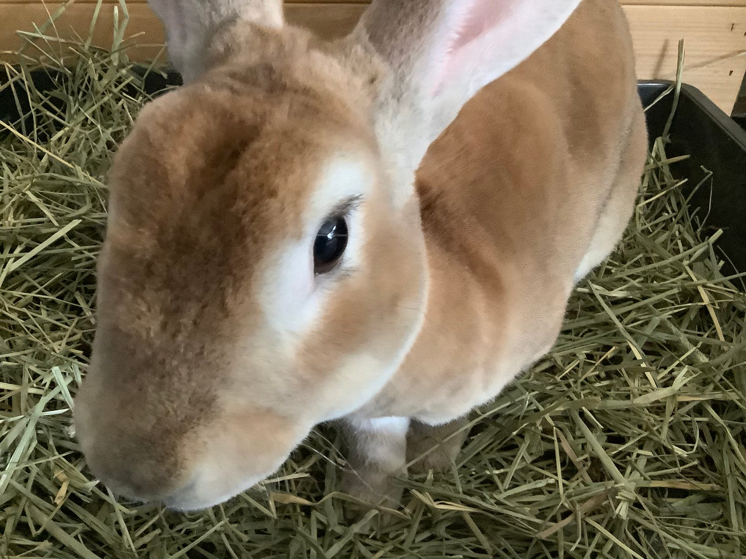 Rabbit in hay