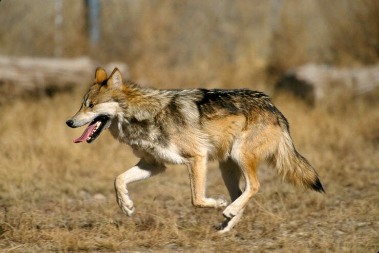 The Mexican wolf (image credit Wikipedia/Yale Environment 360)