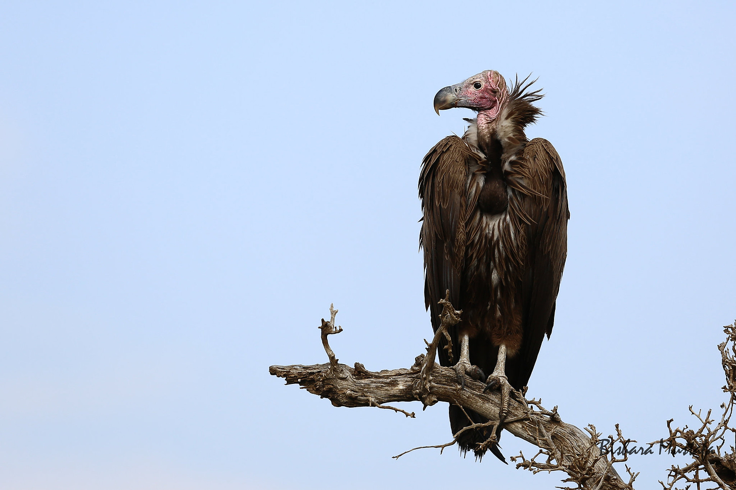 Peacocks and Vultures Are Circling the Deficit | AllSides