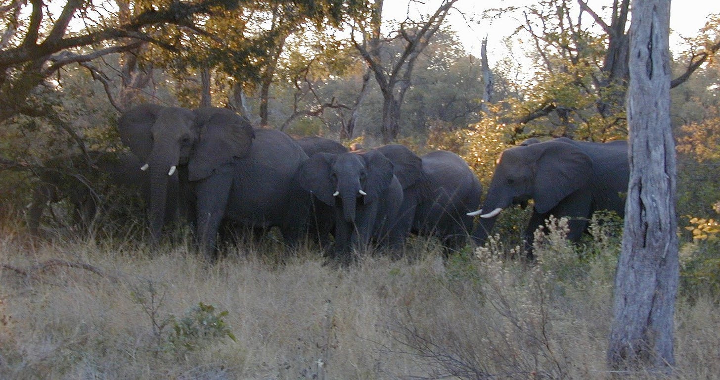 elephant herd in mopane scrub elephant herd in mopane scrub