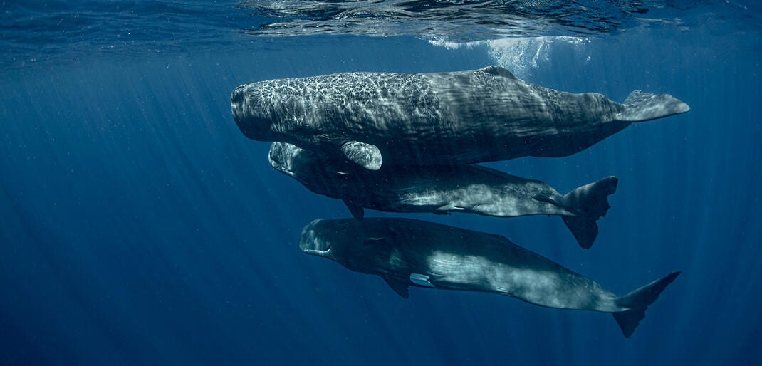 A picture of a whale pod, or three sperm whales swimming together