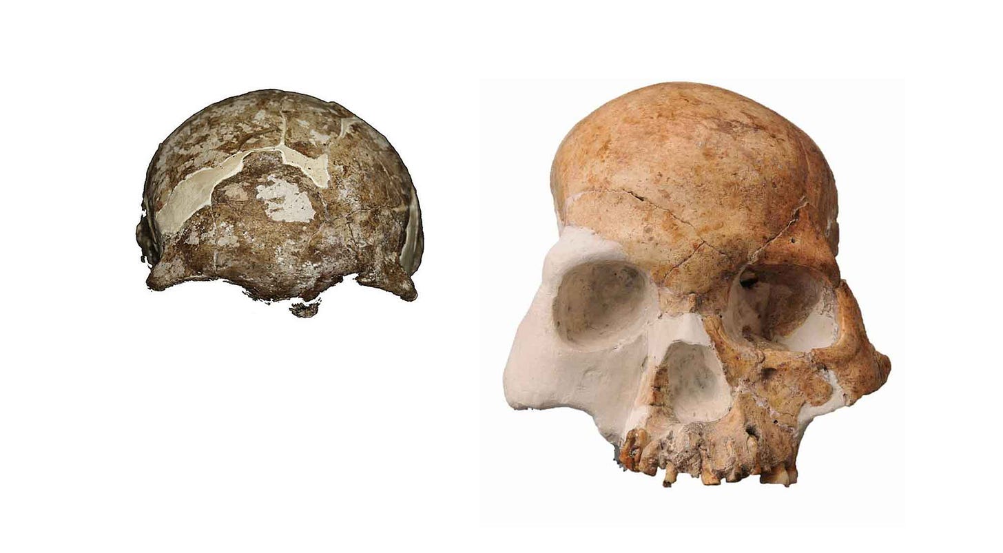 Two reconstructed partial skulls side by side representing the Red Deer Cave people