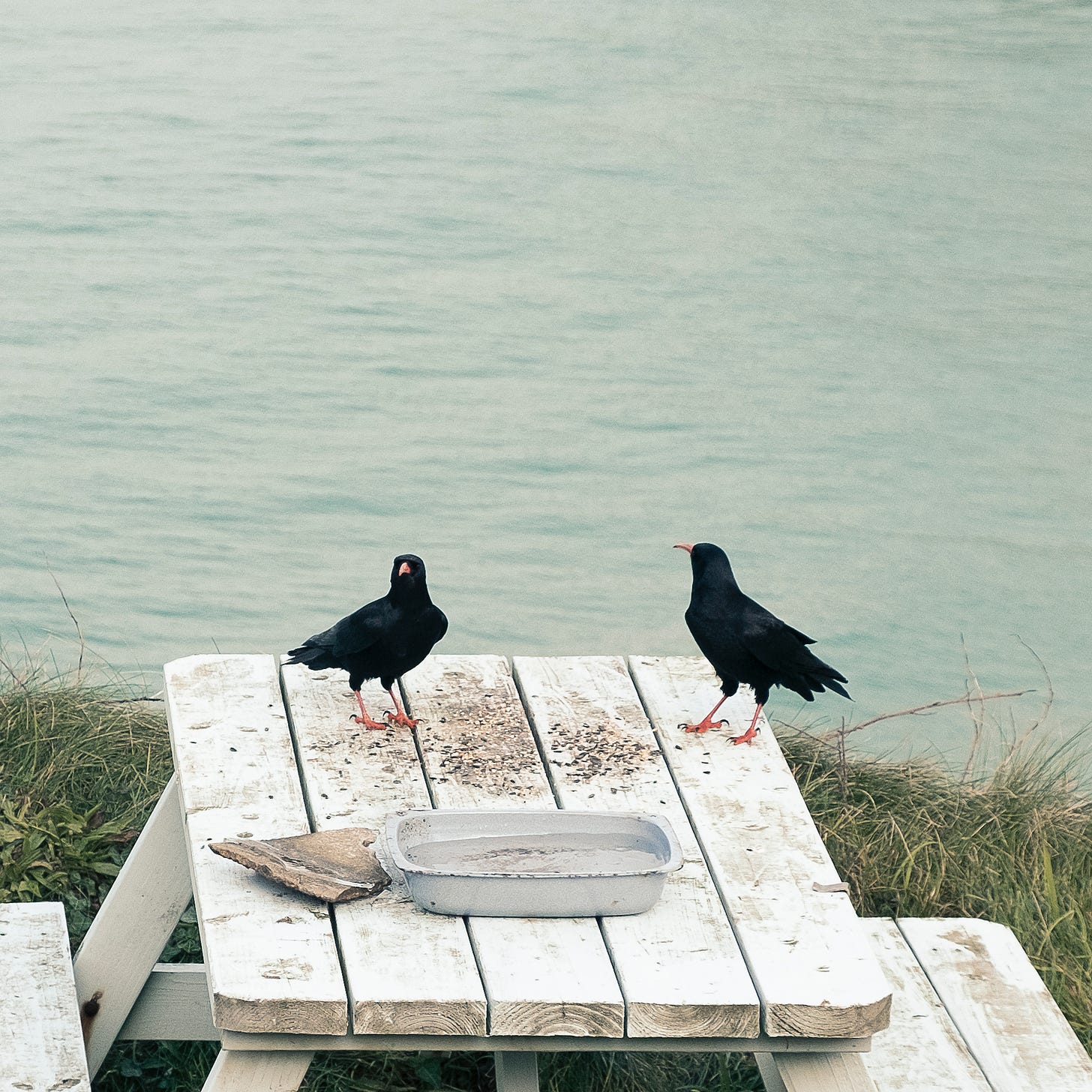 Two choughs (black birds with red bills and legs) on a picnic table with blue-green sea in the background