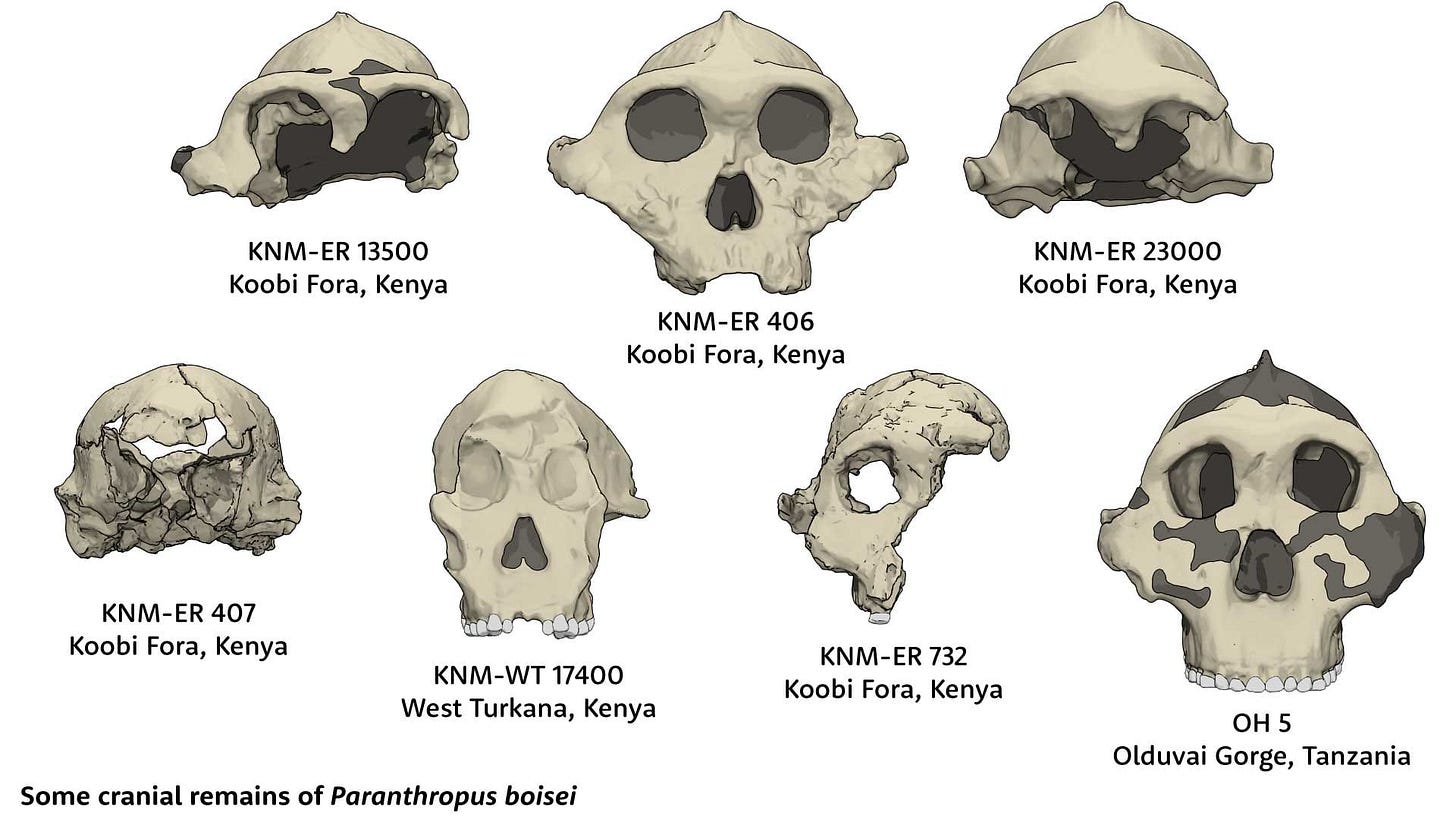 Seven skulls attributed to Paranthropus boisei. Top row: KNM-ER 13500, KNM-ER 406, and KNM-ER 23000. Bottom row: KNM-ER 407, KNM-WT 17400, KNM-ER 732, and OH 5