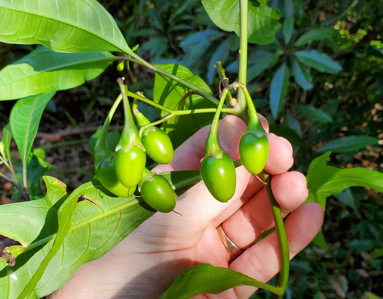 Solanum aviculare [fruits] 20221120_155112 sml.jpg