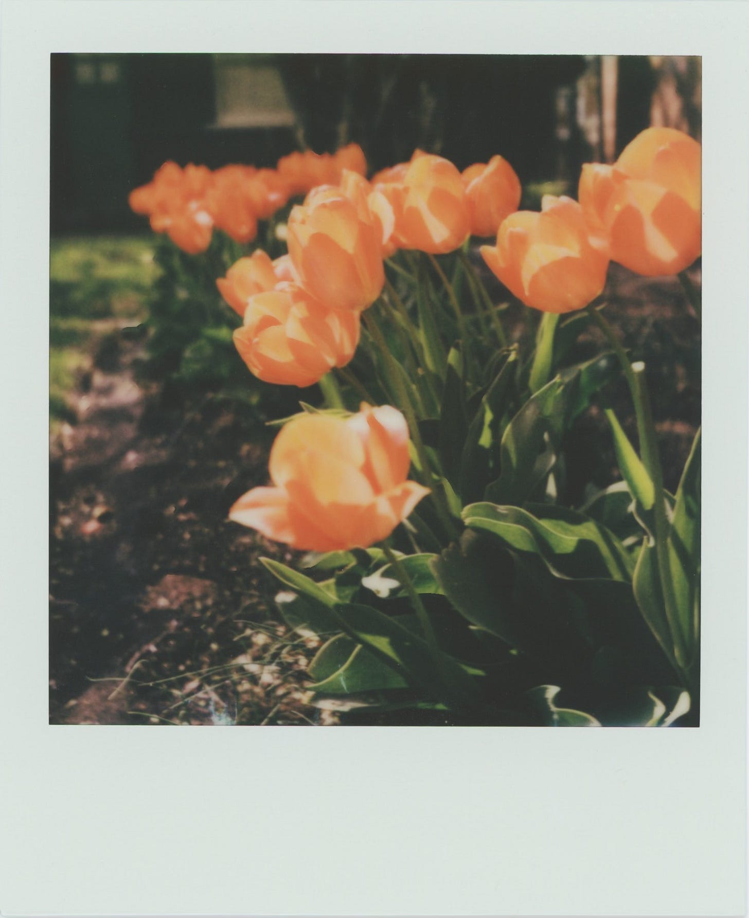 a polaroid photo of a row of red tulips, looking orange as they are backlit by the sun