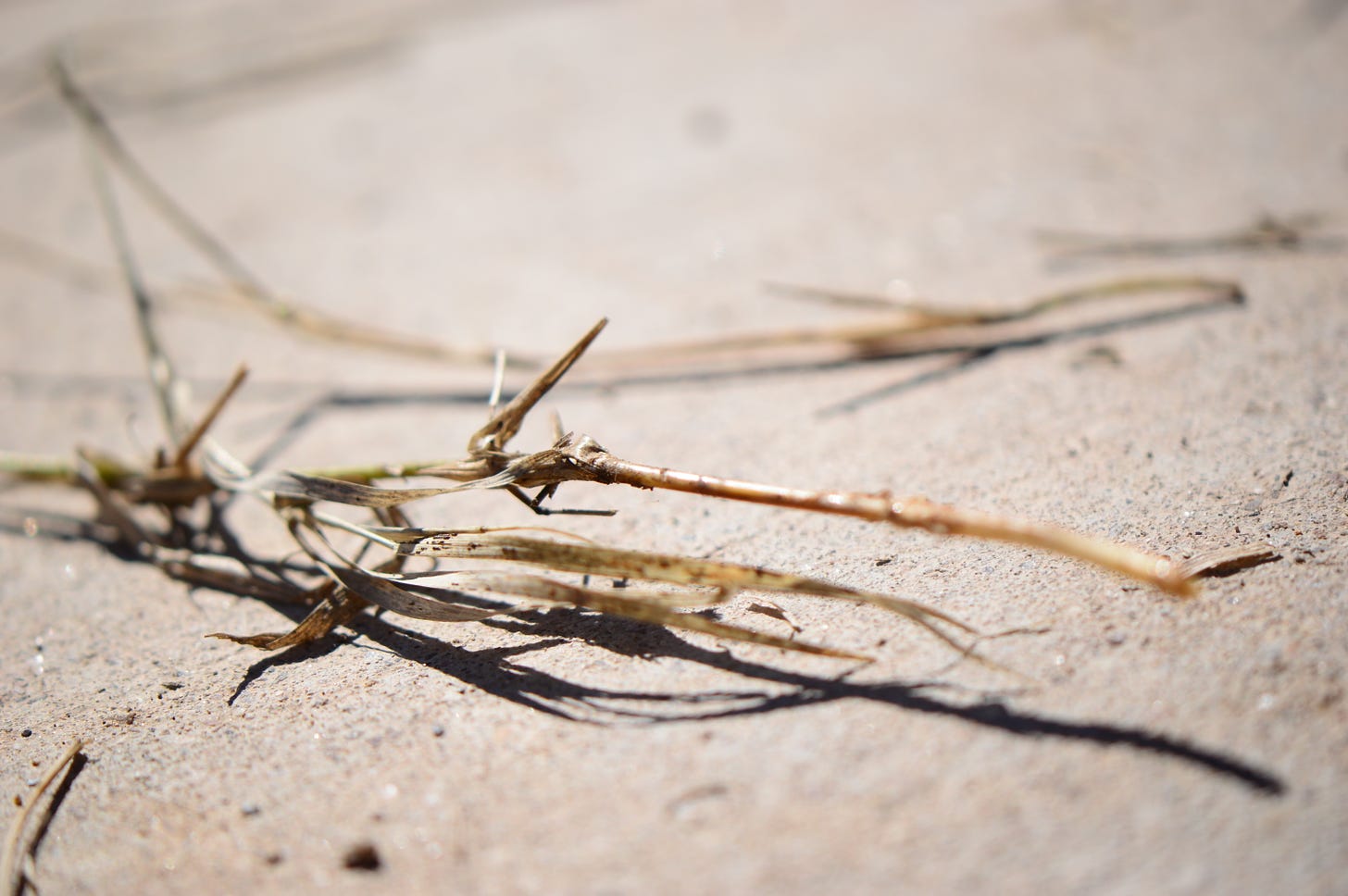 close-up of root section and lower stem of Bermuda grass