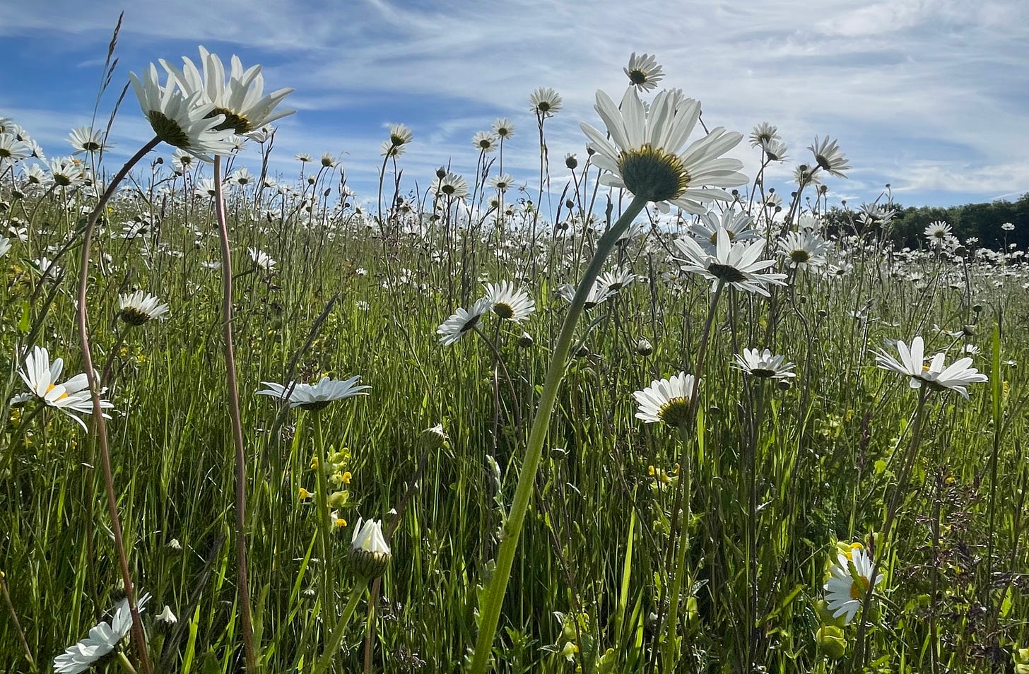 Oxeye daises follow the sun