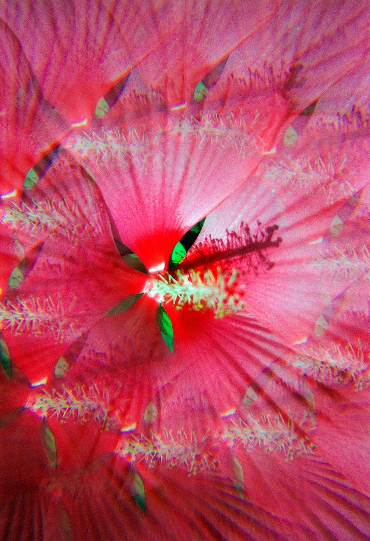Petals of a flower in a kaleidoscope pattern. Petals of a flower in a kaleidoscope pattern.