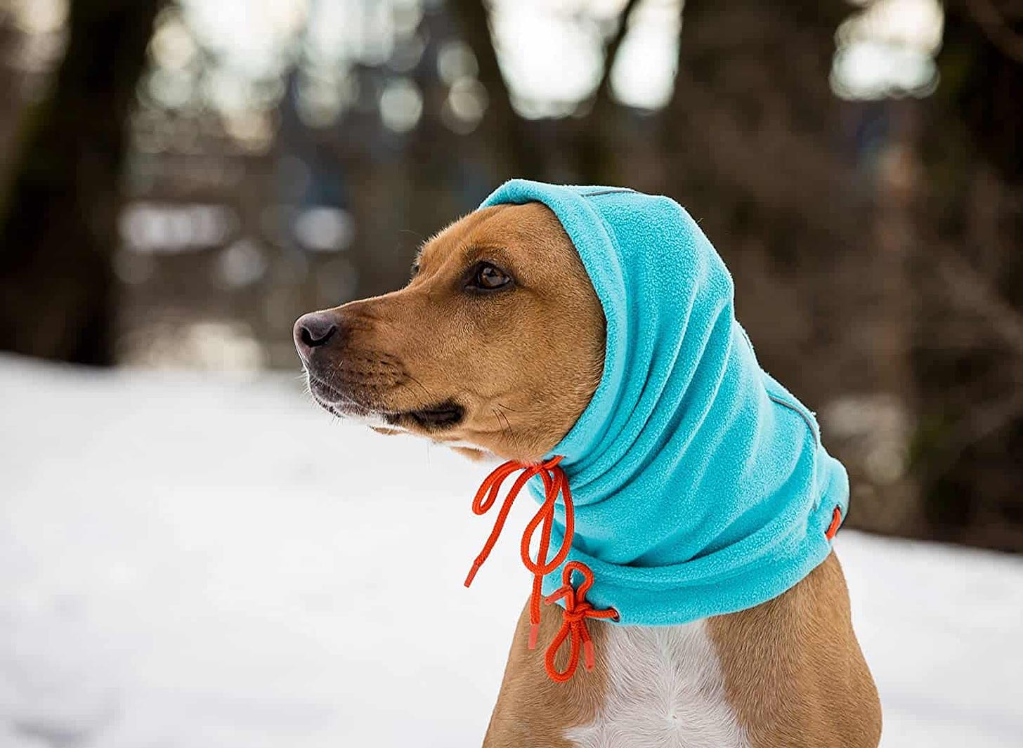 4 Best Dog Winter Hats (2022 Reviews)