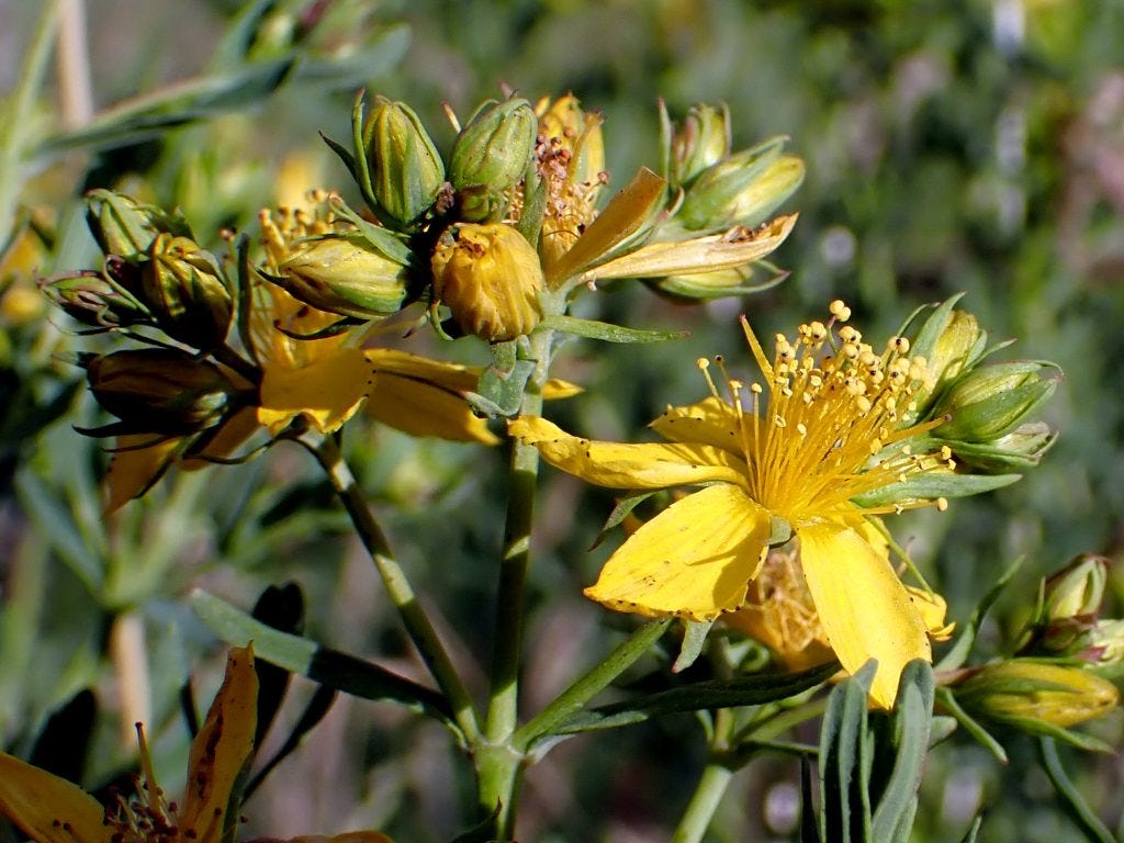 St. Johnswort (Hypericum perforatum), as observed in Oregon's Willamette Valley