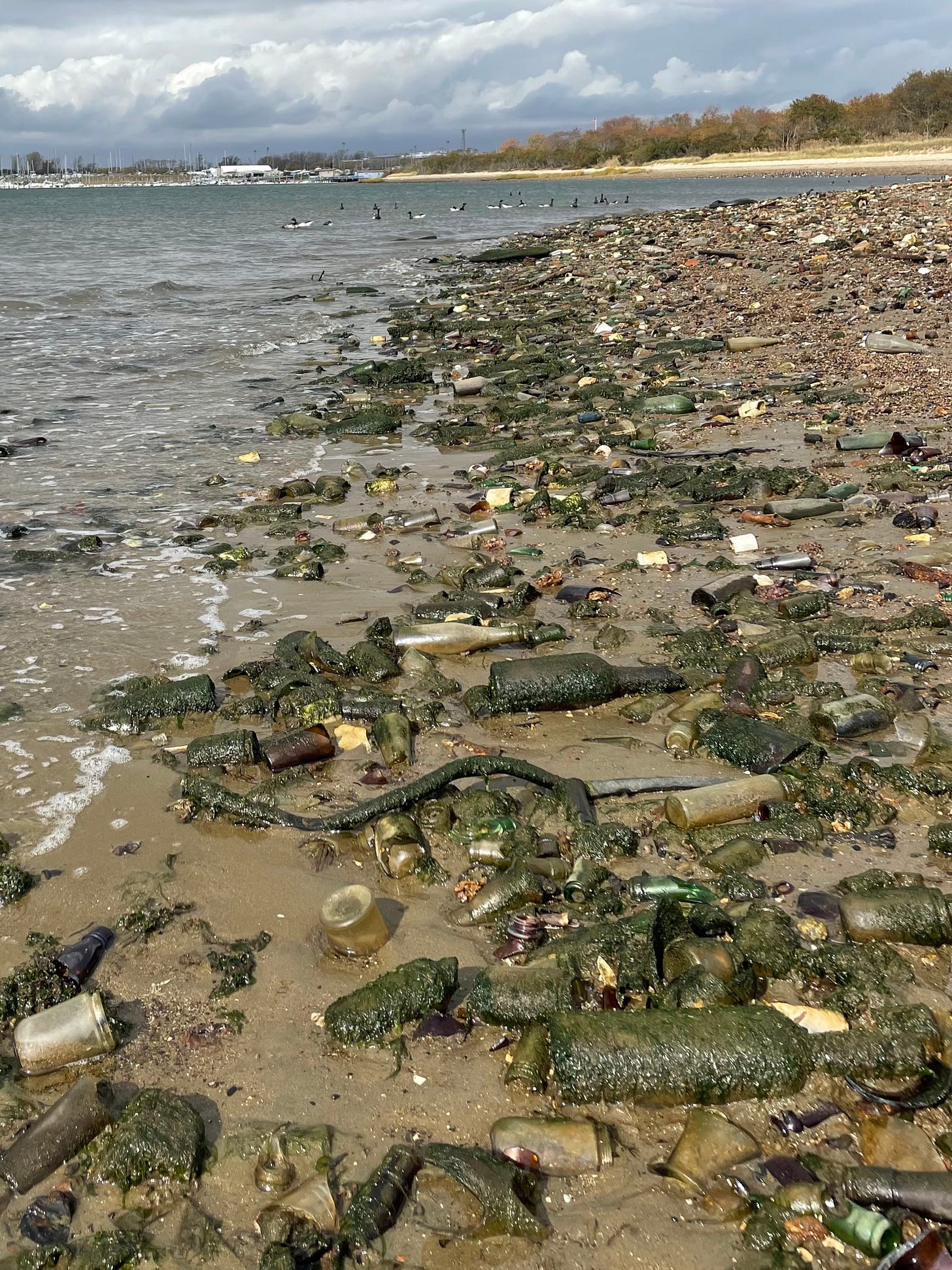 shoreline dead horse bay bottles