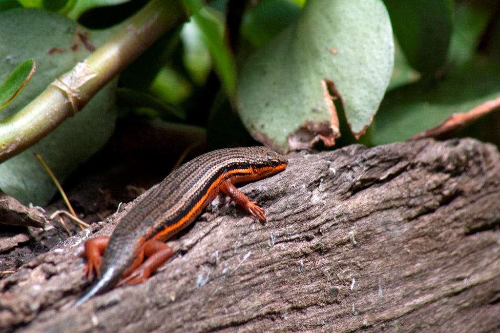 Reptiles such as the Red-sided skink are a good indicator of a balanced ecosystem. They eat insects, which in turn need local indigenous plants