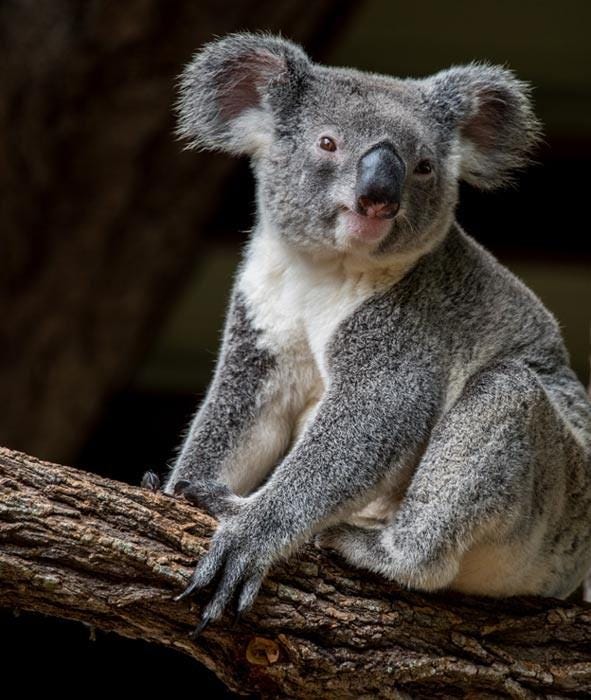 El modesto Koala tiene un legado prehistórico. (CC BY 2.0)