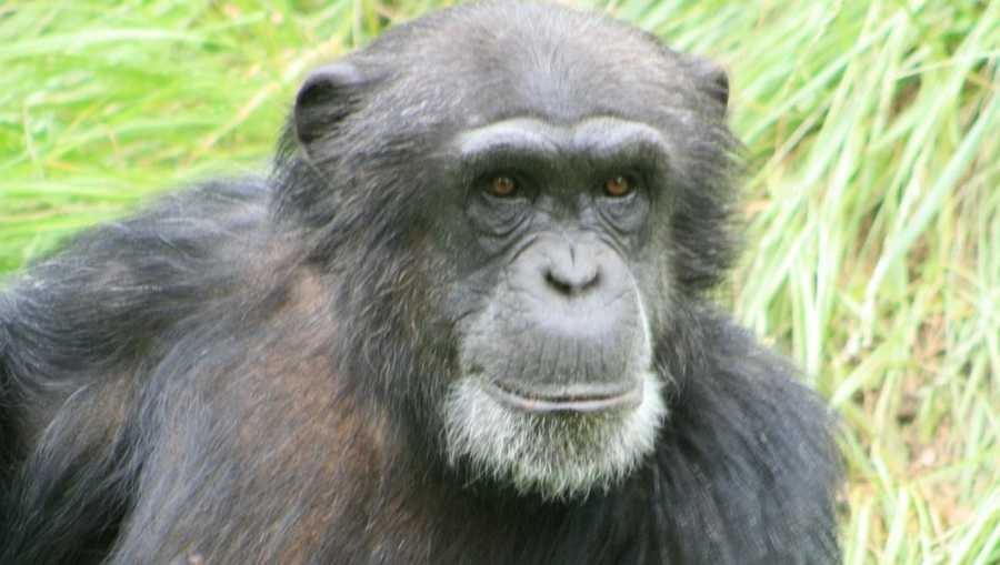 The Kansas City Zoo is mourning the loss of one of its chimpanzees.