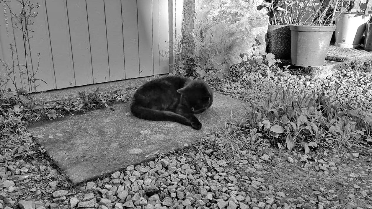 A black cat snoozing on a doorstep