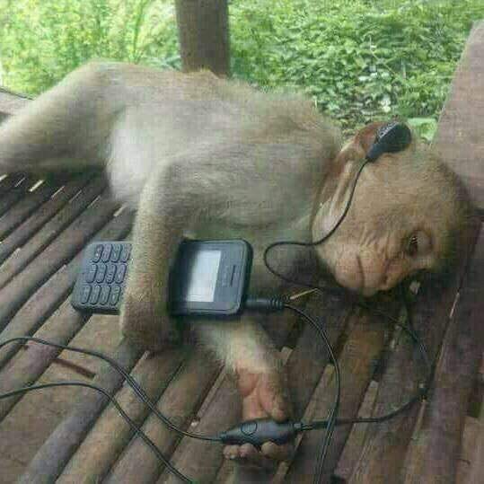 Monkey on Twitter: "Monkey with earbuds, I wonder what he listening to?  https://t.co/sxv4IDNiT2" / Twitter