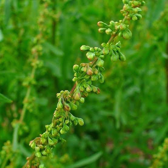 Yellow Dock, Rumex crispus - Village Herbals