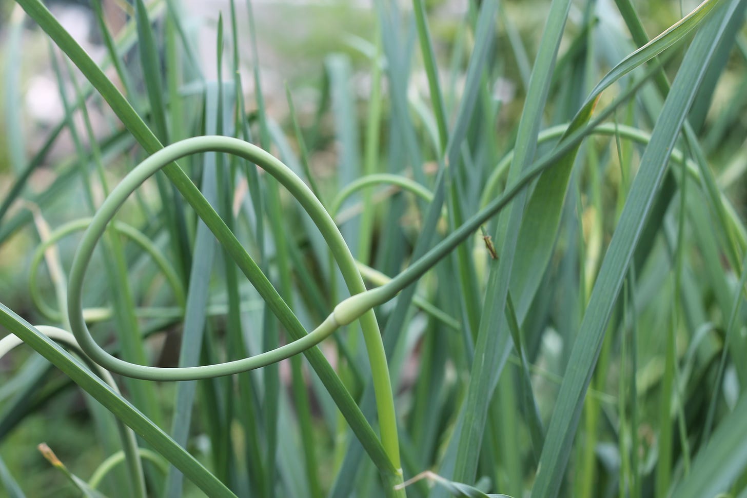 The loop of the garlic flower stem (scape). 