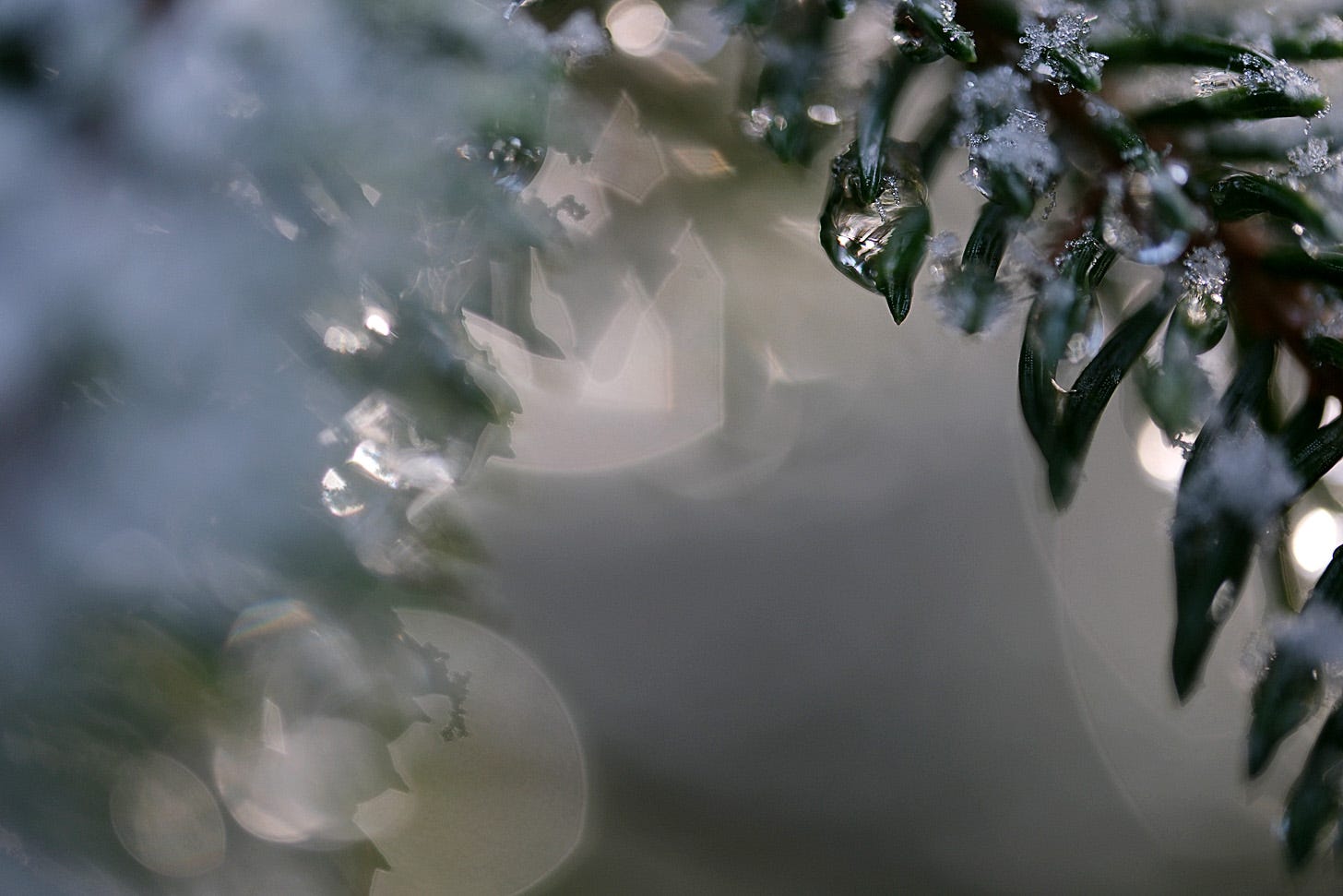 Frozen water droplets and snow decorate spruce branches