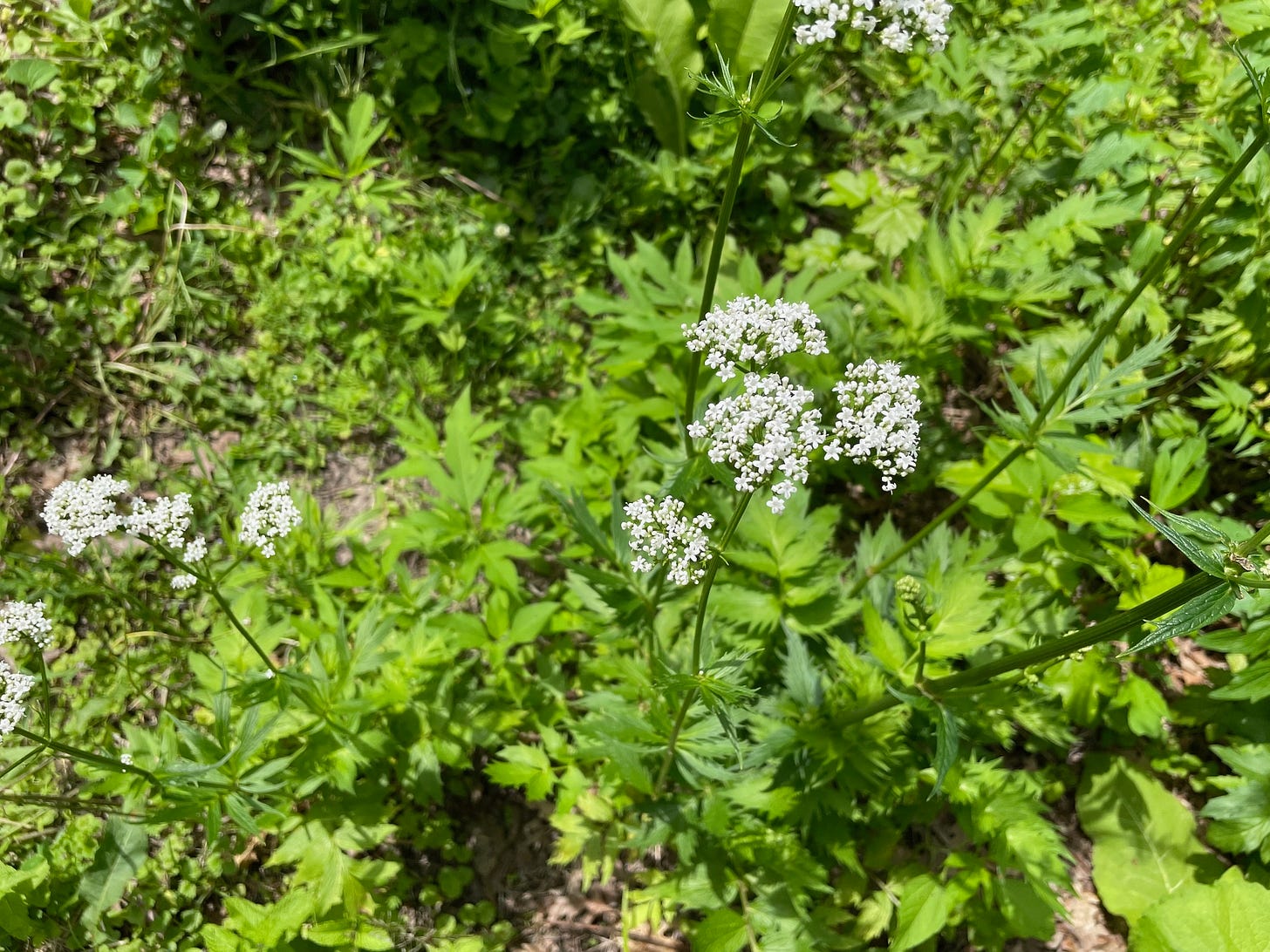 flowering cluster of valerian in May