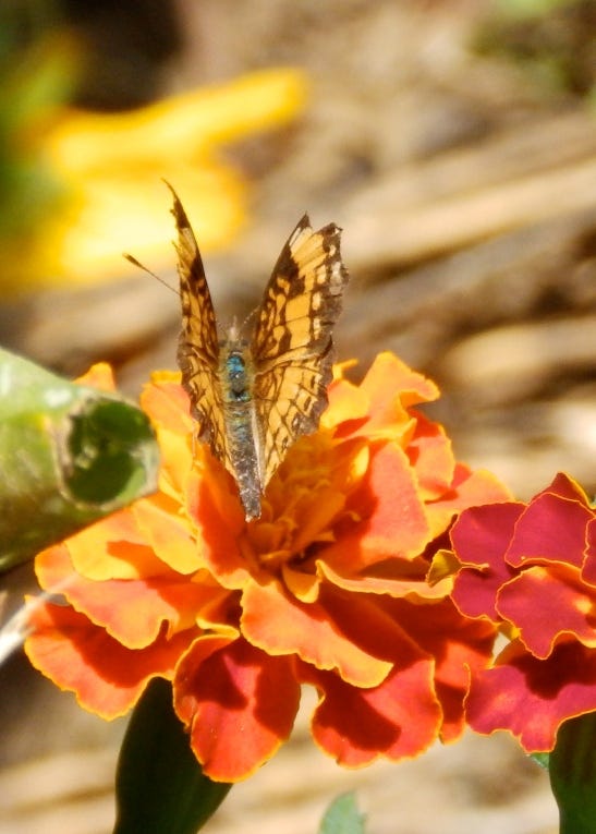 Butterfly on marigold