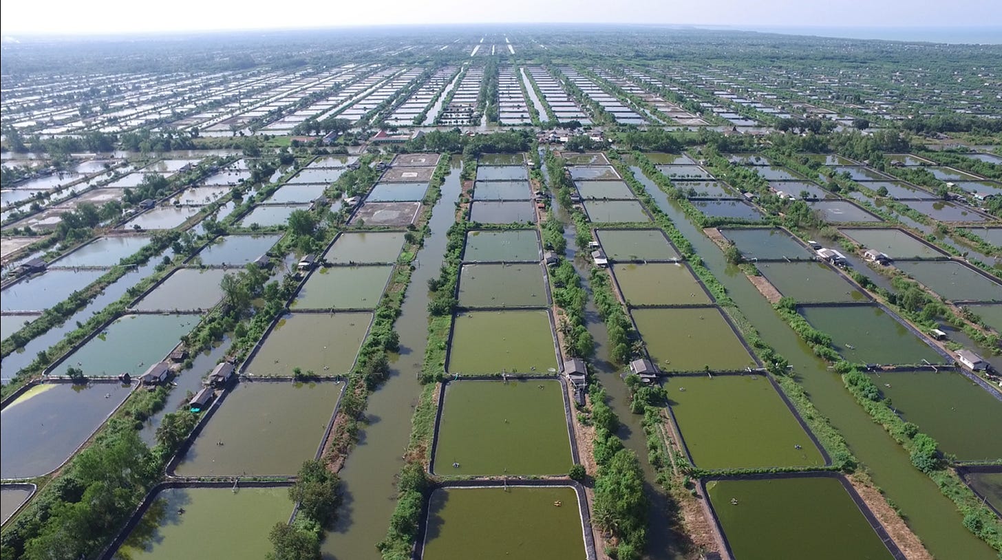 Indonesia to revive idle shrimp farms to boost fisheries and save mangroves
