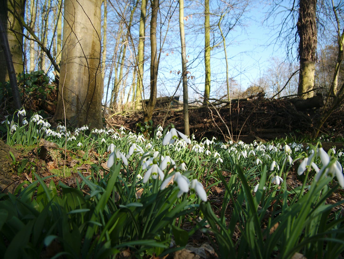 A wood with pale blue sky, thin trees with bare Winter branches and a bed of snowdrops on the ground