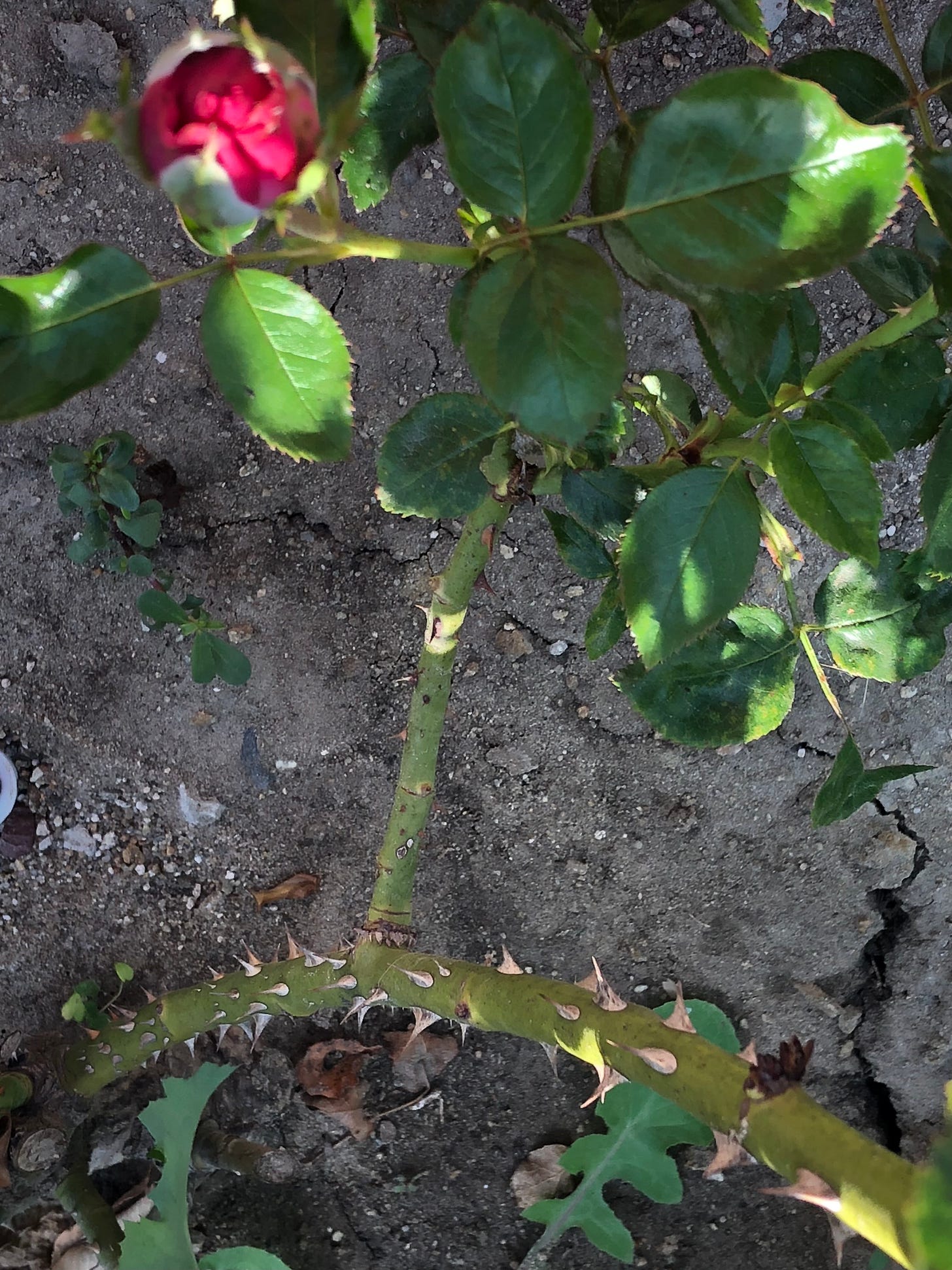 A red rose bud above a thorny stem.