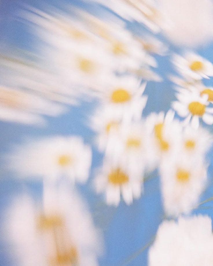This may contain: some daisies are in the foreground and blue sky behind them