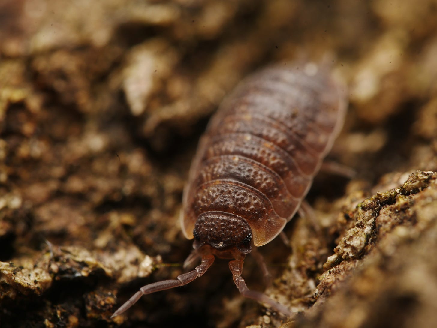 Una cochinilla de la humedad (Porcellio scaber)